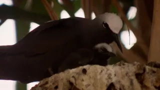 Budovatelia prírody (2/3)