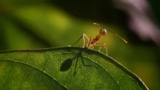 Budovatelia prírody (2/3)