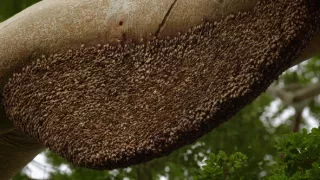 Budovatelia prírody (2/3)