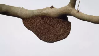 Budovatelia prírody (2/3)