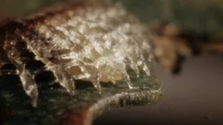 Budovatelia prírody (2/3)