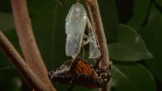 Budovatelia prírody (2/3)