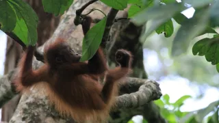 Budovatelia prírody (2/3)