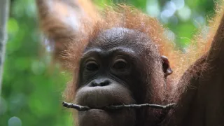 Budovatelia prírody (2/3)