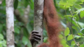 Budovatelia prírody (2/3)