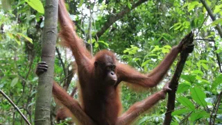 Budovatelia prírody (2/3)