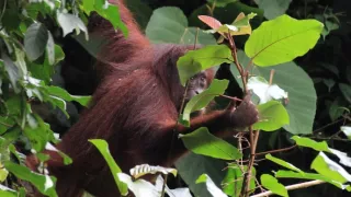 Budovatelia prírody (2/3)