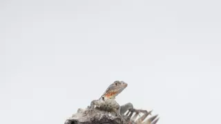 Krásy divokých Galapág (1)