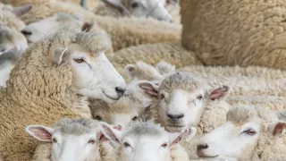 Nový Zéland - Severný ostrov