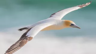 Nový Zéland - Severný ostrov