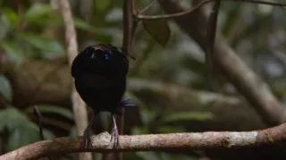 Samci (1/2)