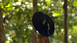 Samci (1/2)