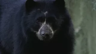 Kráľovstvo divočiny: Medveď okuliarnatý, Ekvádor