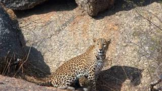Leopardia skala