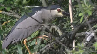 Jazero Balaton a jeho prírodné krásy