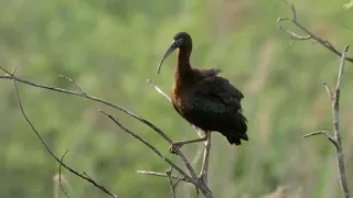 Jazero Balaton a jeho prírodné krásy