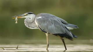 Jazero Balaton a jeho prírodné krásy