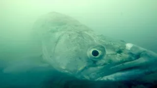 Jazero Balaton a jeho prírodné krásy