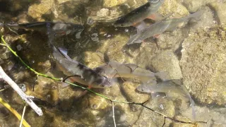 Jazero Balaton a jeho prírodné krásy