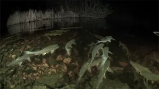 Jazero Balaton a jeho prírodné krásy