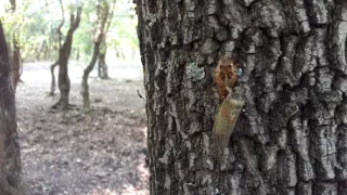 Jazero Balaton a jeho prírodné krásy