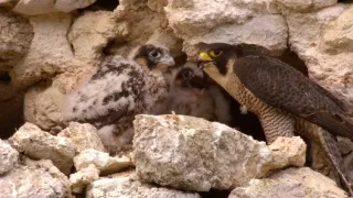 Jazero Balaton a jeho prírodné krásy