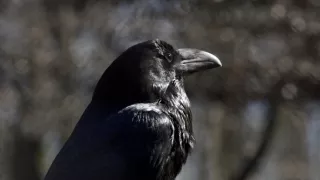 Jazero Balaton a jeho prírodné krásy