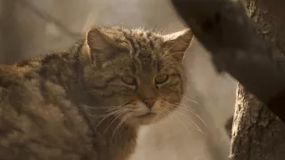 Jazero Balaton a jeho prírodné krásy