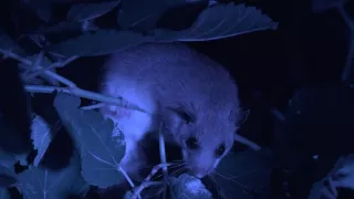 Jazero Balaton a jeho prírodné krásy