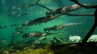 Kráľovstvo divočiny: Šťukovce, Spojené štáty