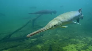 Kráľovstvo divočiny: Šťukovce, Spojené štáty