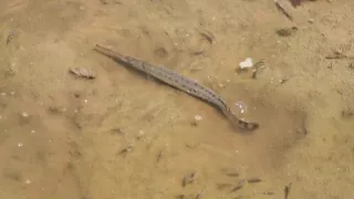 Kráľovstvo divočiny: Šťukovce, Spojené štáty