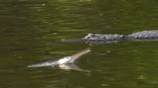 Kráľovstvo divočiny: Šťukovce, Spojené štáty