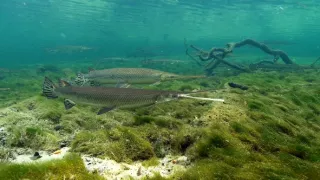 Kráľovstvo divočiny: Šťukovce, Spojené štáty