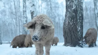 Človek ako súčasť prírody