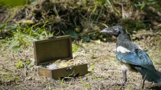 Straky: Více než černobílá