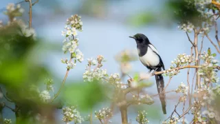 Straky: Více než černobílá