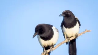 Straky: Více než černobílá