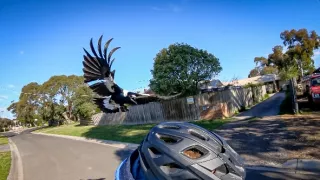 Straky: Více než černobílá