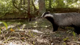 Tvořivá díla zvířecí říše (3/3)