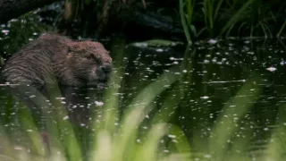 Tvořivá díla zvířecí říše (3/3)