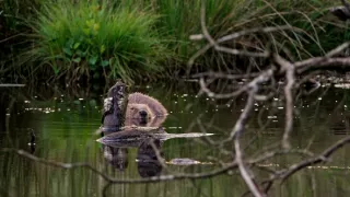 Tvořivá díla zvířecí říše (3/3)