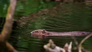 Tvořivá díla zvířecí říše (3/3)
