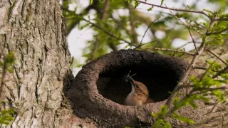 Tvořivá díla zvířecí říše (3/3)
