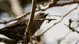 Tvořivá díla zvířecí říše (3/3)