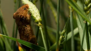 Tvořivá díla zvířecí říše (3/3)