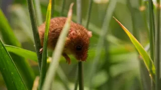 Tvořivá díla zvířecí říše (3/3)