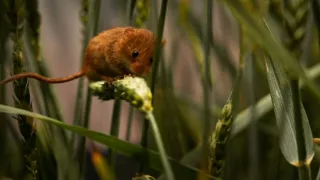 Tvořivá díla zvířecí říše (3/3)