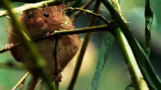 Tvořivá díla zvířecí říše (3/3)