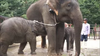 Příběhy zvířecích miminek II